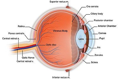 Diagram of the Human Eye